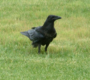 Crow in Trinidad, CO